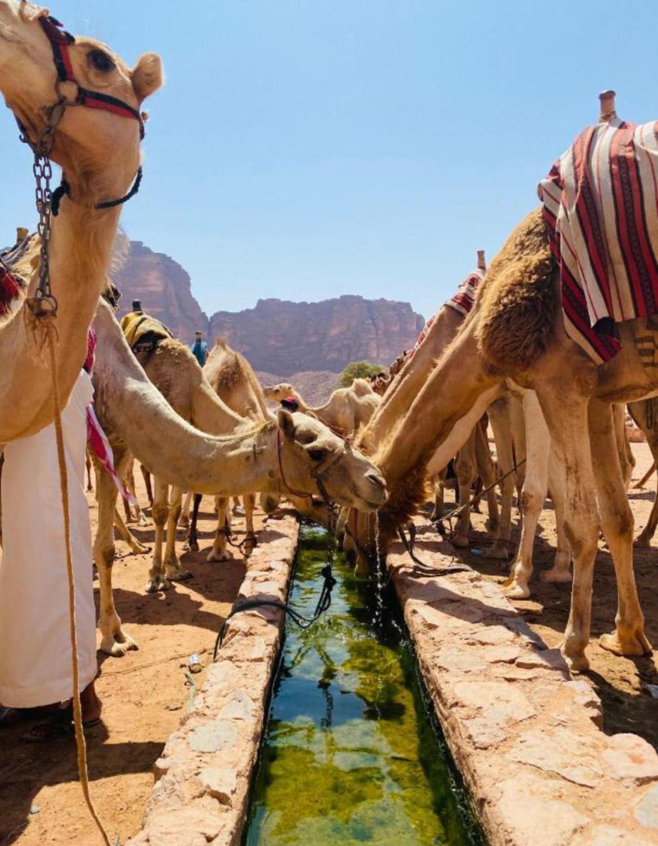 Hidden Wadi Rum Camp Esterno foto